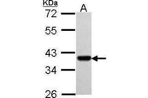 WB Image Sample (30 ug of whole cell lysate) A: Hep G2 , 10% SDS PAGE antibody diluted at 1:500 (PAX9 抗体)