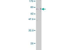 Western Blot detection against Immunogen (90.