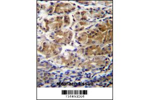 PDPR Antibdy immunohistochemistry analysis in formalin fixed and paraffin embedded human stomach tissue followed by peroxidase conjugation of the secondary antibody and DAB staining. (PDP 抗体  (C-Term))