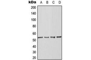 Western blot analysis of BAF53A expression in K562 (A), Raw264.