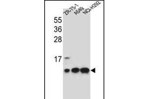 COX6B1 Antibody (C-term) (ABIN656270 and ABIN2845582) western blot analysis in ZR-75-1,A549,NCI- cell line lysates (35 μg/lane). (COX6B1 抗体  (C-Term))