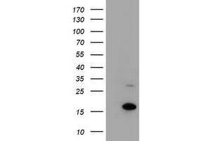 HEK293T cells were transfected with the pCMV6-ENTRY control (Left lane) or pCMV6-ENTRY CHCHD5 (Right lane) cDNA for 48 hrs and lysed. (CHCHD5 抗体  (AA 1-110))