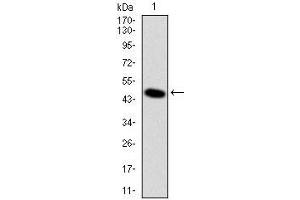 Western blot analysis using DLK1 mAb against human DLK1 (AA: 174-349) recombinant protein.
