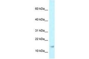 Image no. 1 for anti-Ribonuclease P/MRP 21kDa Subunit (RPP21) (AA 69-118) antibody (ABIN6747773) (RPP21 抗体  (AA 69-118))