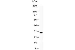 Western blot testing of BDNF antibody (0. (BDNF 抗体  (AA 129-247))