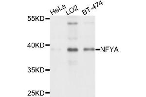 Western blot analysis of extracts of various cell lines, using NFYA antibody (ABIN4904531) at 1:1000 dilution. (NFYA 抗体)