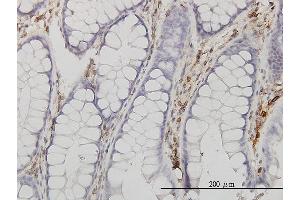 Immunostaining (ISt) image for anti-Annexin A5 (ANXA5) (AA 1-320) antibody (ABIN559879)