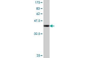 Western Blot detection against Immunogen (37. (GRIN1/NMDAR1 抗体  (AA 21-120))