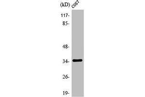 Western Blot analysis of COLO205 cells using Olfactory receptor 1A1 Polyclonal Antibody (OR1A1 抗体  (C-Term))
