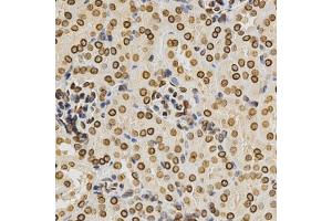 Immunohistochemistry of paraffin-embedded mouse kidney using Lamin A/C antibody. (Lamin A/C 抗体)