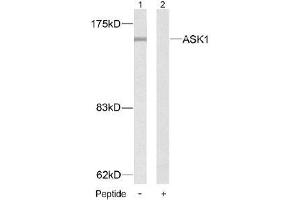 Image no. 2 for anti-Mitogen-Activated Protein Kinase Kinase Kinase 5 (MAP3K5) (Ser83) antibody (ABIN197310) (ASK1 抗体  (Ser83))
