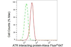anti-ATR Interacting Protein (ATRIP) antibody