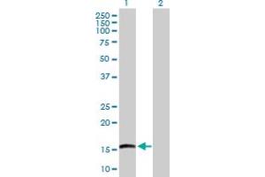 Western Blot analysis of EMP3 expression in transfected 293T cell line by EMP3 MaxPab polyclonal antibody. (EMP3 抗体  (AA 1-163))