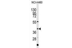Western Blotting (WB) image for anti-Engrailed Homeobox 1 (EN1) antibody (ABIN2927654) (EN1 抗体)