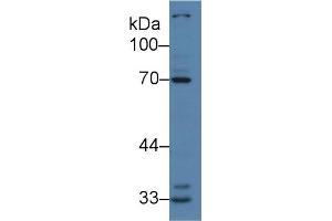 Western Blot; Sample: Human K562 cell lysate; Primary Ab: 2µg/ml Rabbit Anti-Human IRAK2 Antibody Second Ab: 0. (IRAK2 抗体  (AA 235-521))