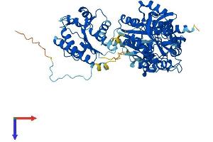 PAPSS2 Protein (AA 1-621) (His tag)