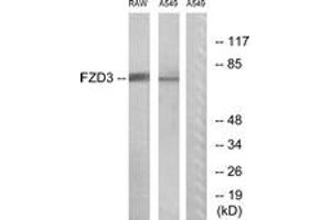 Western blot analysis of extracts from A549/RAW264. (FZD3 抗体  (AA 141-190))