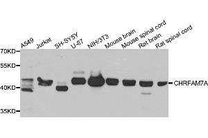 Western blot analysis of extracts of various cell lines, using CHRFAM7A antibody (ABIN5975203) at 1/1000 dilution. (CHRFAM7A 抗体)