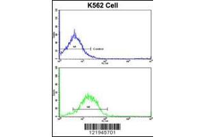 Flow cytometric analysis of K562 cells using IFNAR1 Antibody (bottom histogram) compared to a negative control cell (top histogram). (IFNAR1 抗体  (AA 162-188))