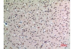 Immunohistochemistry (IHC) analysis of paraffin-embedded Mouse Brain, antibody was diluted at 1:100. (FGF12 抗体  (Internal Region))