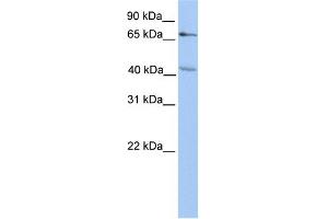 WB Suggested Anti-CHST13 Antibody Titration:  0. (CHST13 抗体  (N-Term))