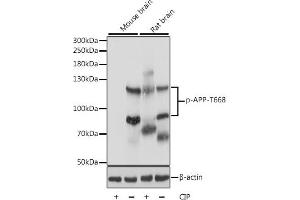 Western blot analysis of extracts of various cell lines, using Phospho-APP-T668 antibody (ABIN3019425, ABIN3019426, ABIN3019427 and ABIN6225358) at 1:1000 dilution. (APP 抗体  (pThr668))