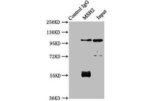 Immunoprecipitating MSH2 in 293 whole cell lysate Lane 1: Rabbit control IgG instead of ABIN7150205 in 293 whole cell lysate. (MSH2 抗体  (AA 2-254))