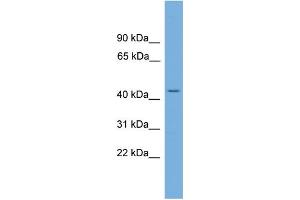 WB Suggested Anti-LUC7L Antibody Titration: 0. (LUC7L 抗体  (N-Term))