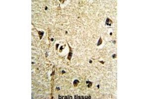 Immunohistochemistry (IHC) image for anti-Fat Mass and Obesity-Associated (FTO) antibody (ABIN3002909) (FTO 抗体)
