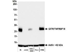 Western Blotting (WB) image for anti-Tumor Necrosis Factor Receptor Superfamily, Member 18 (TNFRSF18) (AA 191-241) antibody (ABIN7455202)