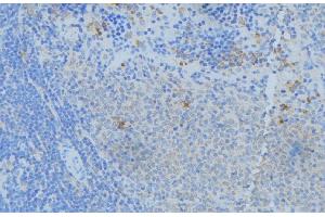 ABIN6277574 at 1/100 staining Human lymph node tissue by IHC-P. (NPC2 抗体  (N-Term))