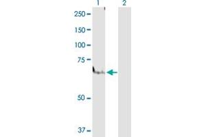 Western Blot analysis of PPARA expression in transfected 293T cell line by PPARA MaxPab polyclonal antibody. (PPARA 抗体  (AA 1-468))