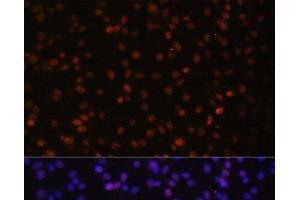 Immunofluorescence analysis of C6 cells using HTATSF1 Polyclonal Antibody at dilution of 1:100. (HTATSF1 抗体)