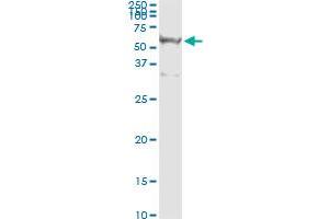 Immunoprecipitation of RASSF8 transfected lysate using anti-RASSF8 monoclonal antibody and Protein A Magnetic Bead , and immunoblotted with RASSF8 MaxPab rabbit polyclonal antibody.