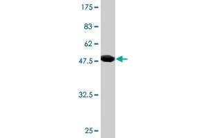 Western Blot detection against Immunogen (48. (RAB30 抗体  (AA 1-203))