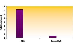 SMARCA2 / BRM antibody (mAb) tested by ChIP.