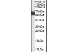 Image no. 2 for anti-F-Box and Leucine-Rich Repeat Protein 3 (FBXL3) (N-Term) antibody (ABIN372963) (FBXL3 抗体  (N-Term))