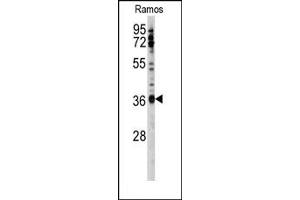 Image no. 1 for anti-U2 Small Nuclear RNA Auxiliary Factor 1 (U2AF1) (Middle Region) antibody (ABIN357970) (U2AF1 抗体  (Middle Region))