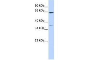 Image no. 1 for anti-Tripartite Motif Containing 45 (TRIM45) (AA 396-445) antibody (ABIN6740818) (TRIM45 抗体  (AA 396-445))