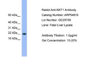 WB Suggested Anti-NXT1  Antibody Titration: 0. (NXT1 抗体  (N-Term))