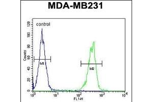 CYP2A7 Antibody (Center) (ABIN654434 and ABIN2844170) flow cytometric analysis of MDA-M cells (right histogram) compared to a negative control cell (left histogram). (CYP2A7 抗体  (AA 121-148))