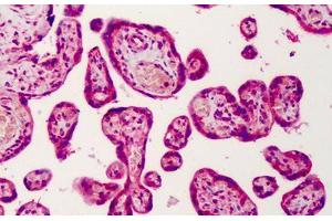 Human Placenta: Formalin-Fixed, Paraffin-Embedded (FFPE) (GNAS 抗体  (AA 164-394))