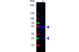 WB - Goat IgG (H&L) Antibody CY2 Conjugated Pre-Adsorbed Western Blot of Donkey anti-Goat IgG Cy2 Conjugated Antibody. (驴 anti-山羊 IgG Antibody (Cy2) - Preadsorbed)