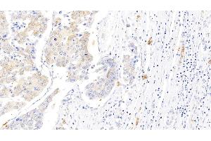 Immunohistochemistry (IHC) image for anti-Glycophorin A (GYPA) (AA 20-91) antibody (ABIN7440662)