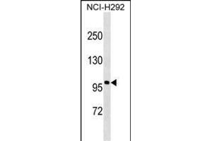 Androgen Receptor Protein (ABIN1539997 and ABIN2843888) western blot analysis in NCI- cell line lysates (35 μg/lane). (Androgen Receptor 抗体)