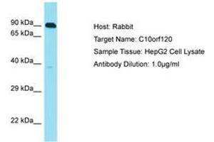 Image no. 1 for anti-Chromosome 10 Open Reading Frame 120 (C10ORF120) (AA 223-272) antibody (ABIN6750814) (C10ORF120 抗体  (AA 223-272))