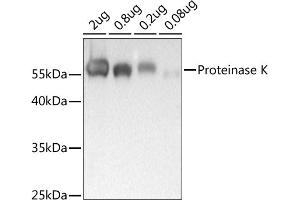 Western blot analysis of extracts of Proteinase K, using Proteinase K antibody (ABIN7269720) at 1:1000 dilution. (Proteinase K 抗体)