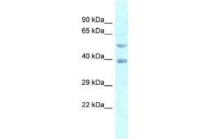 WB Suggested Anti-FEN1 Antibody Titration: 1. (FEN1 抗体  (N-Term))
