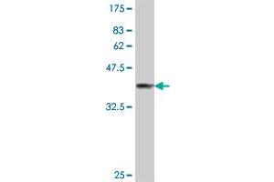 Western Blotting (WB) image for anti-Peptidylprolyl Isomerase E (Cyclophilin E) (PPIE) (AA 2-100) antibody (ABIN564549)