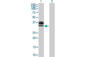 Western Blot analysis of HPX expression in transfected 293T cell line by HPX MaxPab polyclonal antibody. (Hemopexin 抗体  (AA 1-254))